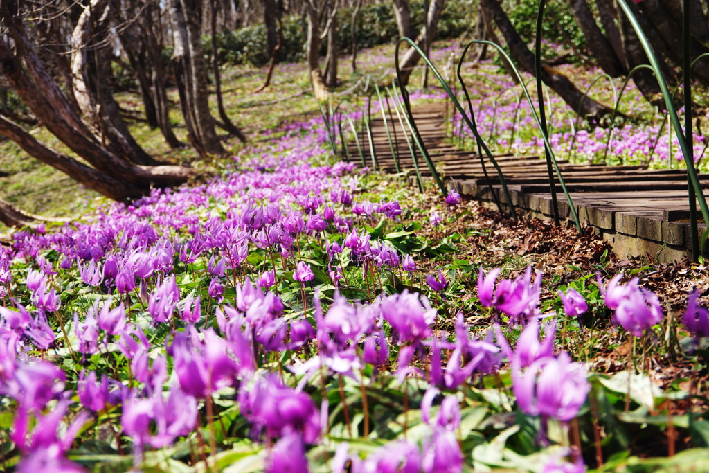 船通山カタクリ花回廊