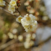 梅３