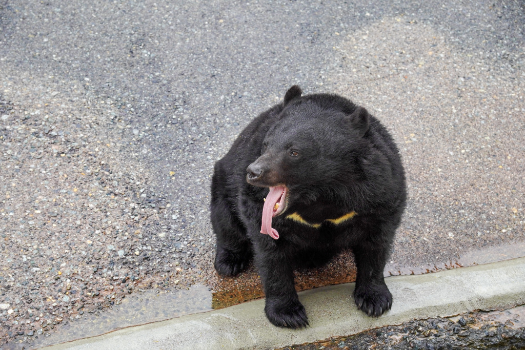 奥飛騨クマ牧場４