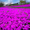 芝桜３