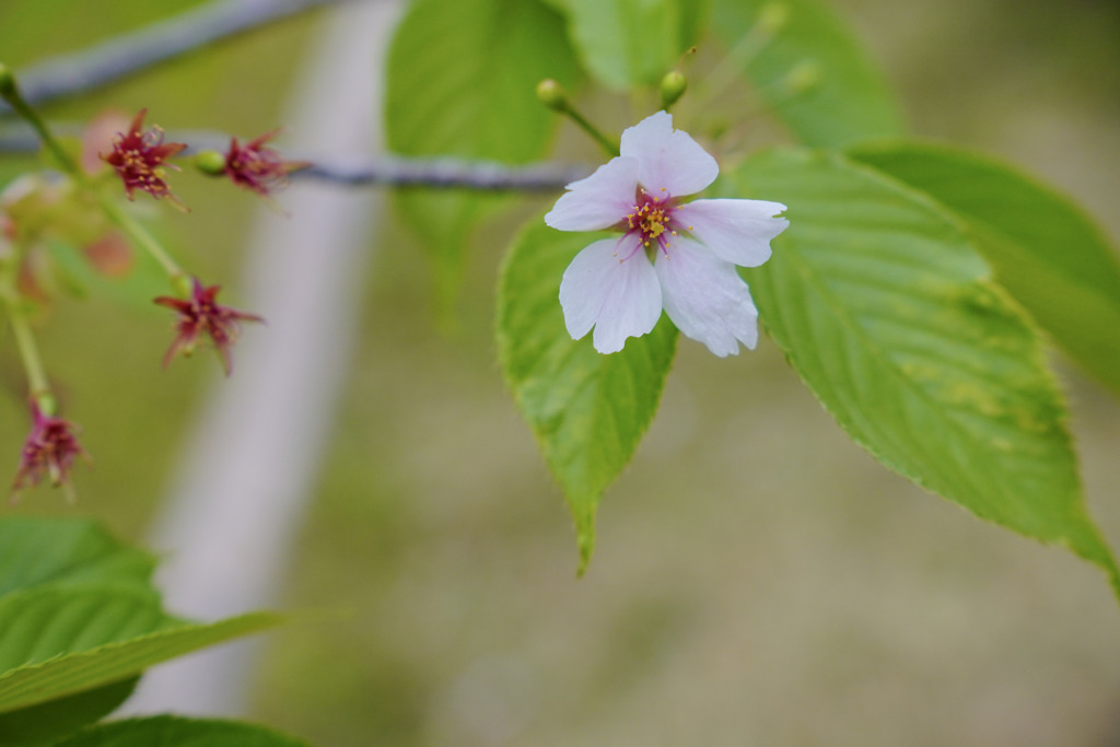 大島桜