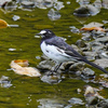 天童公園の鳥たち２