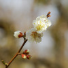 梅２