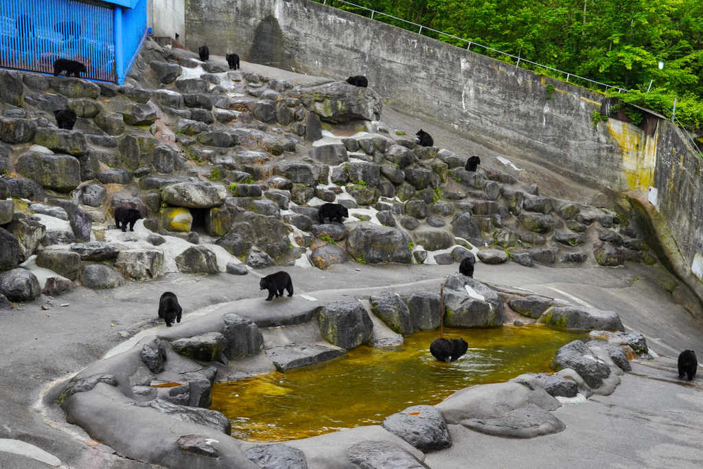 奥飛騨クマ牧場１