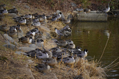 水郷寺津沼公園６