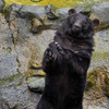 奥飛騨クマ牧場５