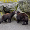 奥飛騨クマ牧場１