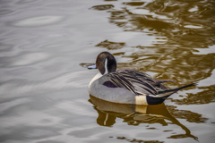 水郷寺津沼公園１