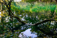 丸池様の湧水３