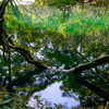 丸池様の湧水３