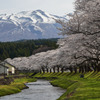 鳥海山と桜