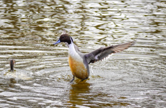 水郷寺津沼公園１０