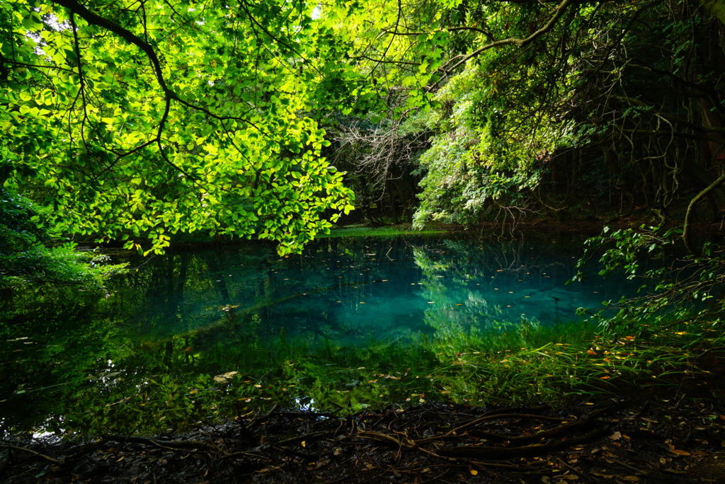 丸池様の湧水