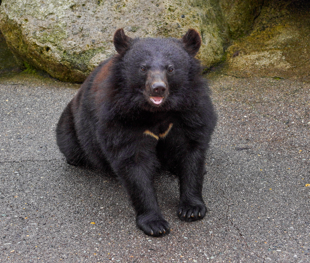 奥飛騨クマ牧場３