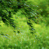 夏の葉