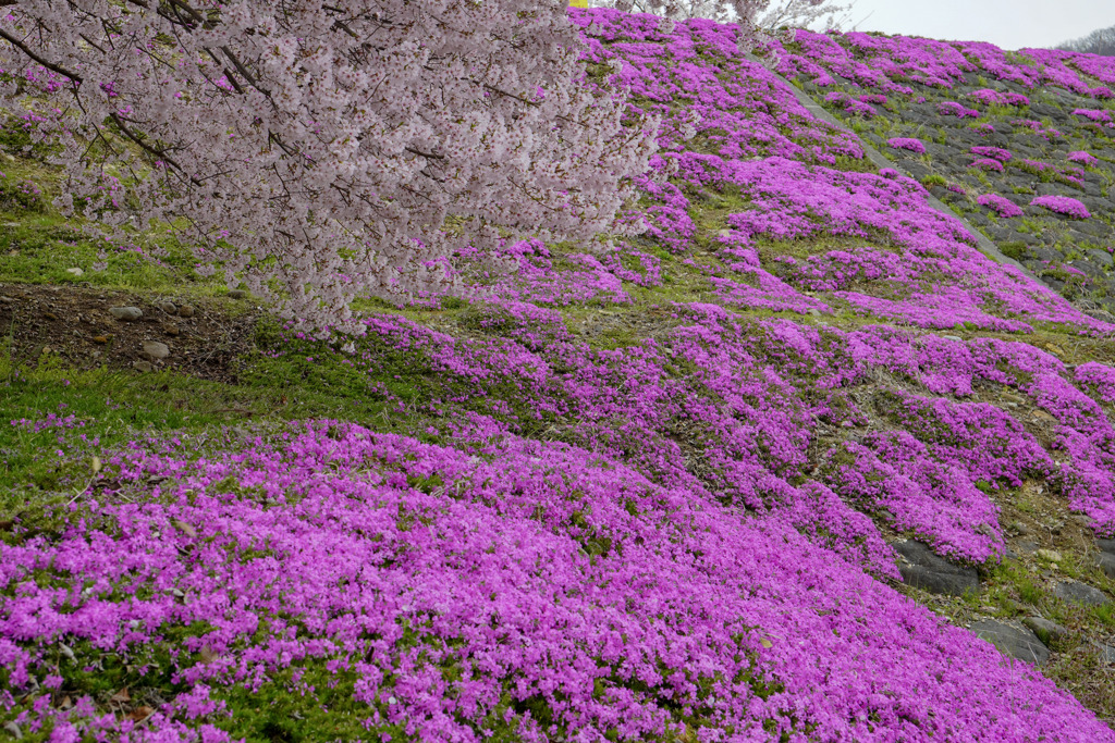 立谷川の芝桜12