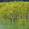水没林２
