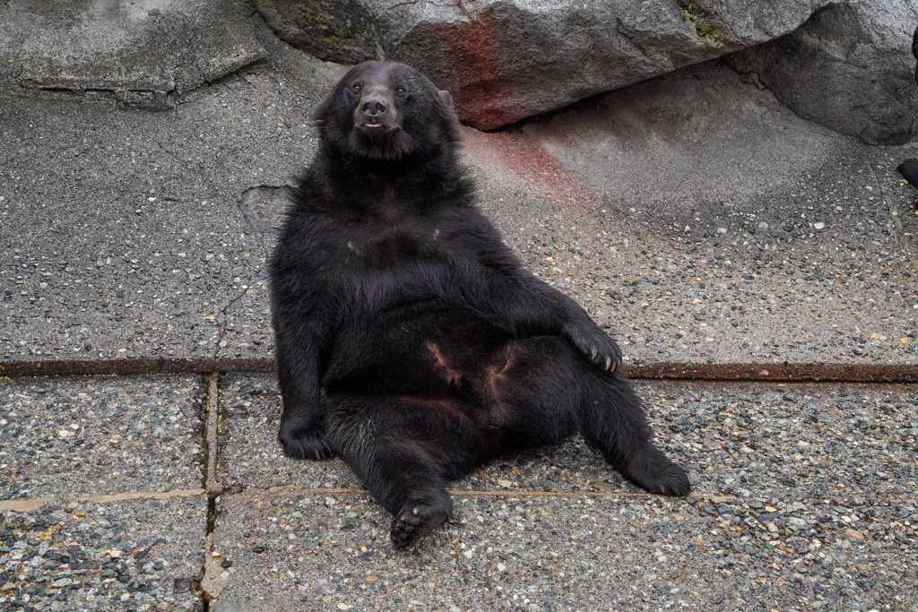奥飛騨クマ牧場６
