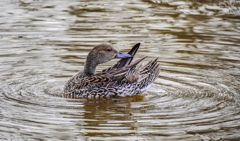 水郷寺津沼公園９