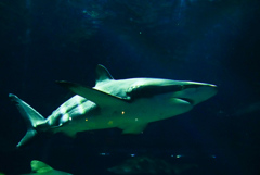 茨城観光２  大洗水族館
