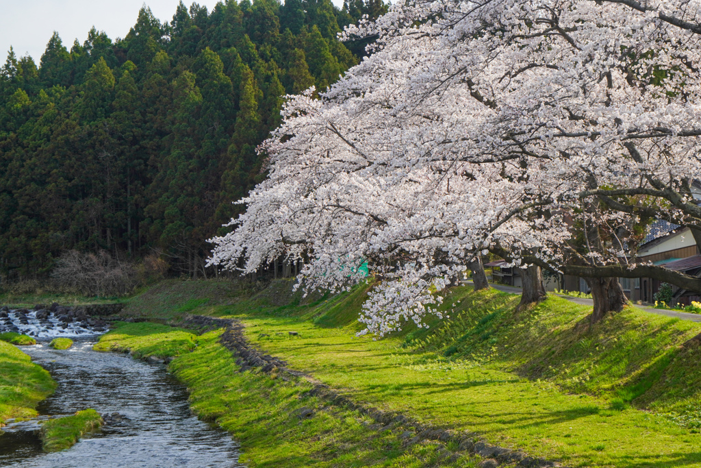 中山河川公園１
