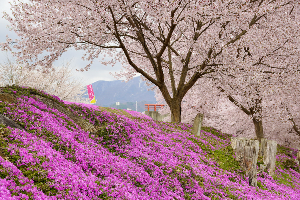 立谷川の芝桜６