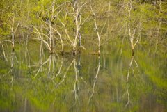 白川湖の水没林１