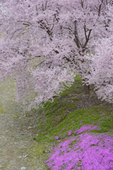 立谷川の芝桜８