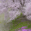 立谷川の芝桜８