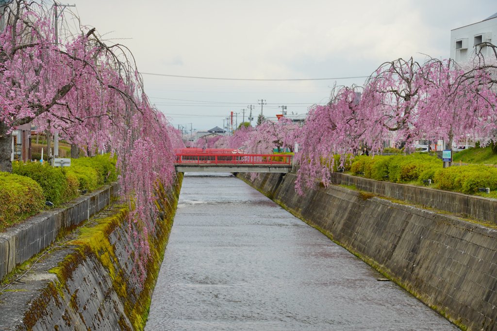 倉津川のしだれ桜５