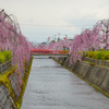 倉津川のしだれ桜５