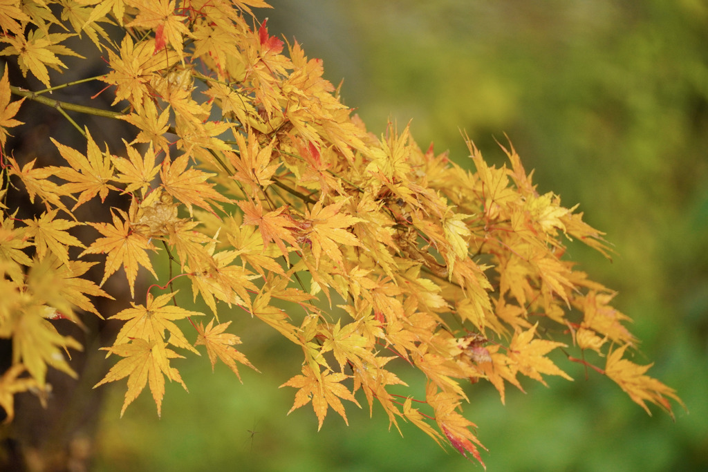 紅葉