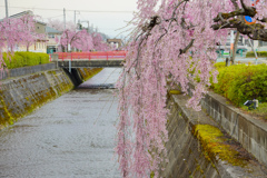 倉津川のしだれ桜２