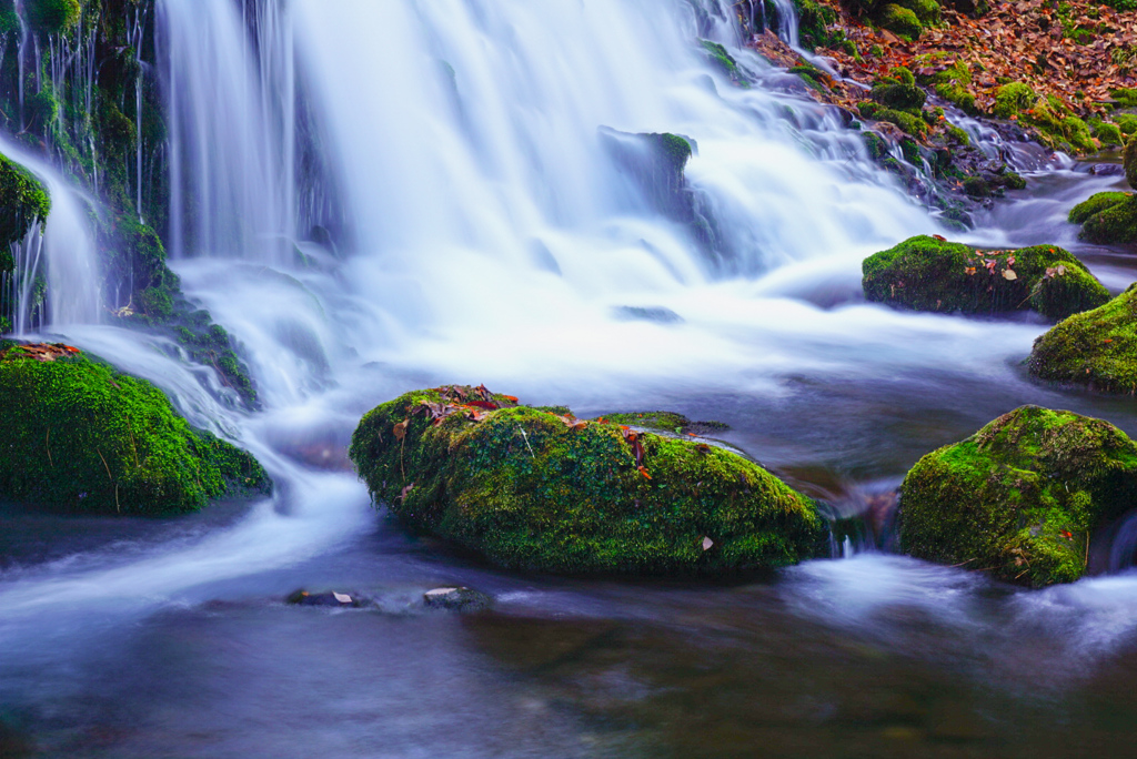 MOSS