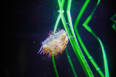 加茂水族館２　ハナガサクラゲ