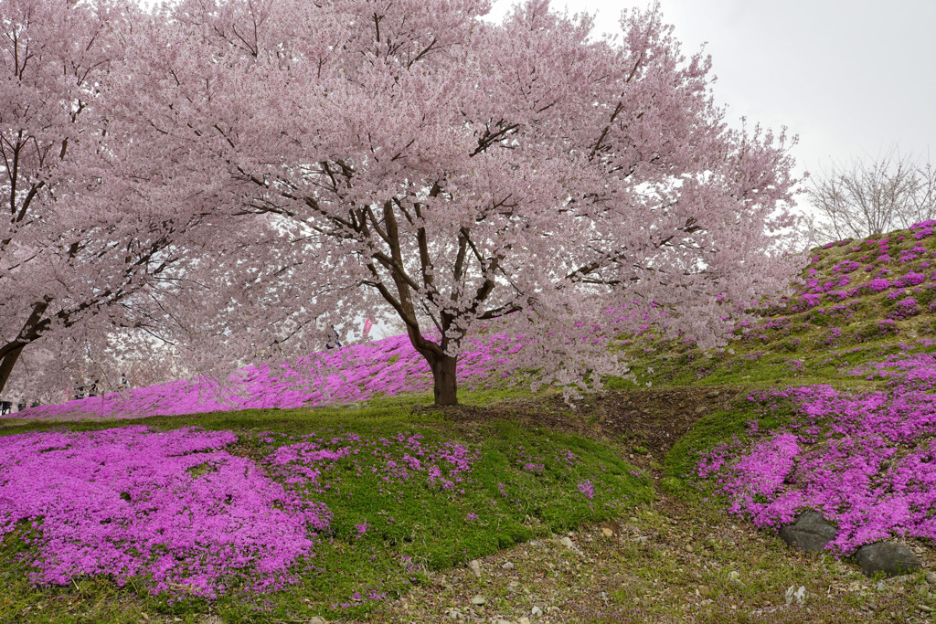 立谷川の芝桜13