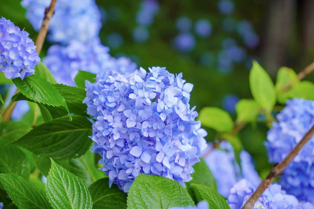 紫陽花の郷の森(稲荷山)２