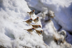 雪の上の雀１
