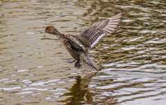 水郷寺津沼公園５