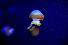 加茂水族館１