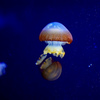 加茂水族館１
