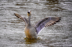 水郷寺津沼公園８