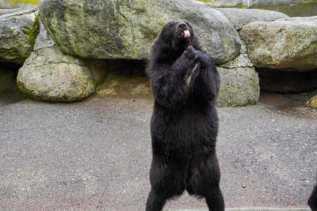 奥飛騨クマ牧場２