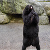 奥飛騨クマ牧場２