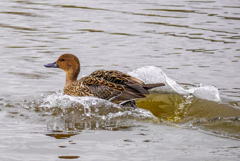 水郷寺津沼公園４