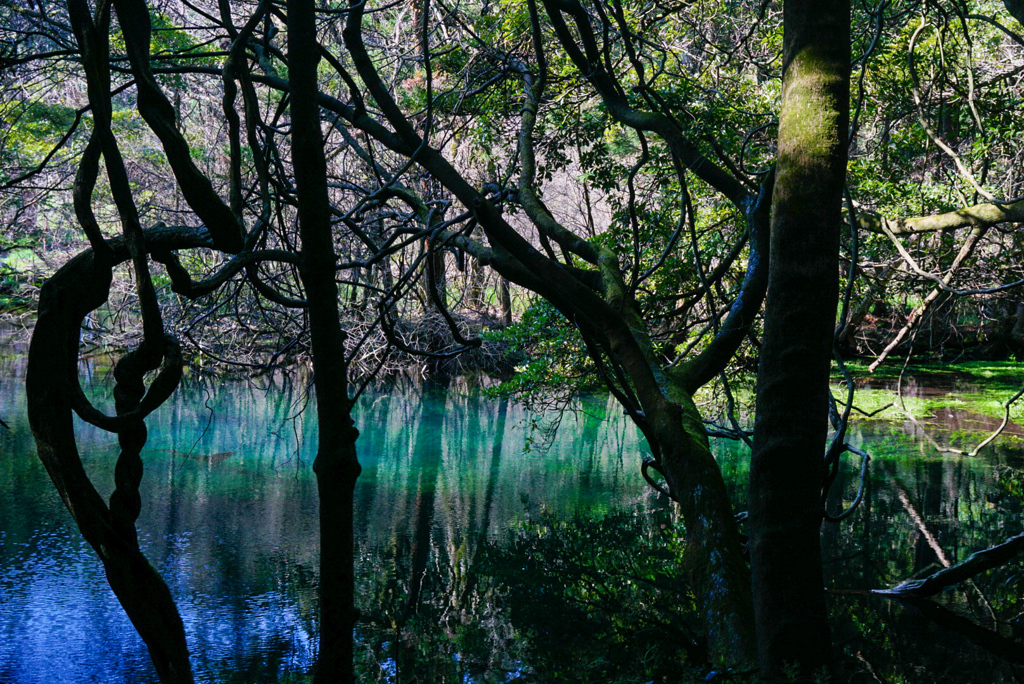 丸池様の湧水