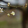 梅４