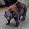 奥飛騨クマ牧場２