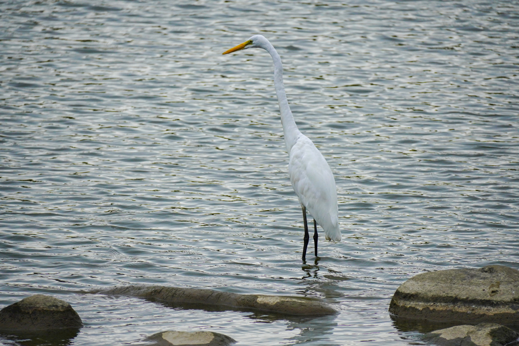 天童公園の鳥たち３