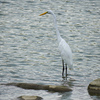 天童公園の鳥たち３